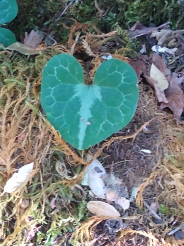 Image of Asarum marmoratum by no rights reserved