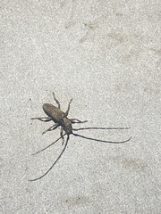 Stenidea annulicornis