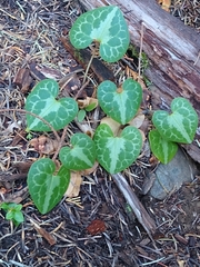 Asarum marmoratum