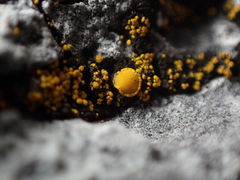 Candelariella