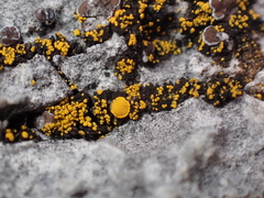 Candelariella