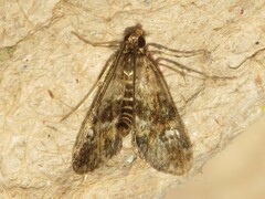Elophila obliteralis