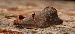 Glyphidoptera insignana