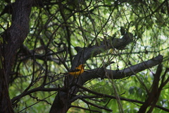 Icterus nigrogularis