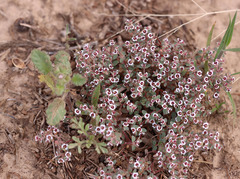 Euphorbia melanadenia