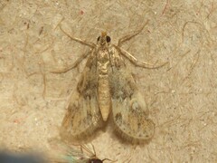 Elophila obliteralis