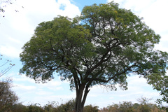 Amblygonocarpus andongensis