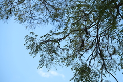 Amblygonocarpus andongensis