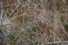 Vachellia sieberiana