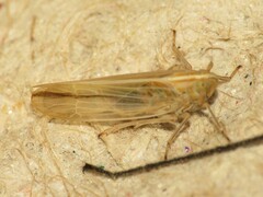 Stenocranus dorsalis