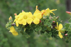 Oxalis gigantea