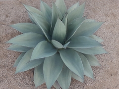 Agave