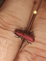 Assycuera rubella