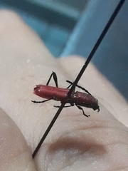 Assycuera rubella