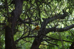 Icterus nigrogularis