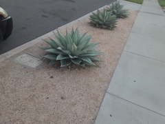 Agave