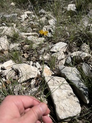 Thelesperma simplicifolium