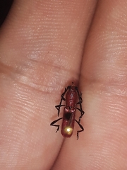 Assycuera rubella