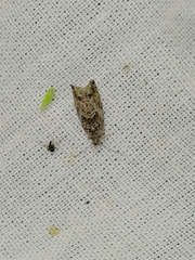 Epinotia nisella