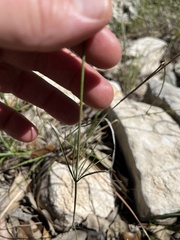 Thelesperma simplicifolium