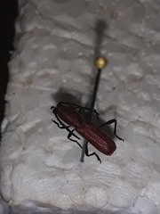 Assycuera rubella