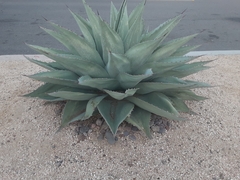 Agave