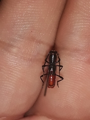 Assycuera rubella
