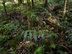 Alpinia