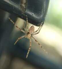 Philodromus aureolus