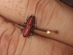 Assycuera rubella