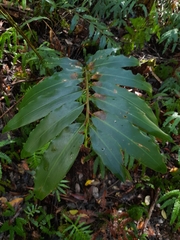 Alpinia