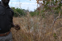 Vachellia sieberiana