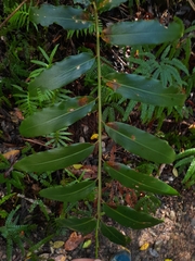 Alpinia