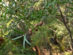 Melaleuca bracteata