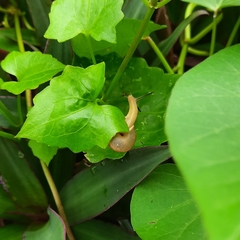 Bradybaena similaris