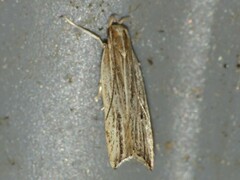 Helcystogramma hystricella