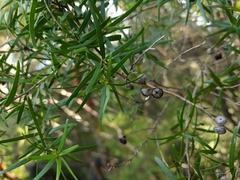 Melaleuca bracteata
