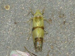 Empoa gillettei