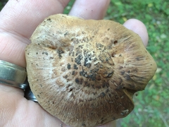 Inocybe dulciolens