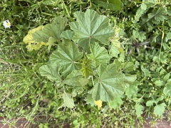Malva parviflora
