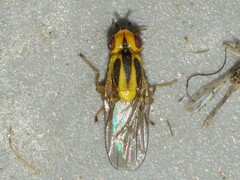 Chlorops