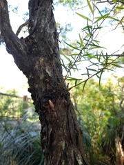 Melaleuca bracteata