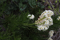 Heliotropium stenophyllum