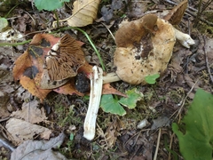Inocybe dulciolens