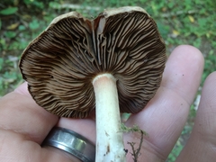 Inocybe dulciolens