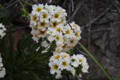 Heliotropium stenophyllum