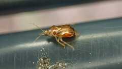 Deraeocoris lutescens