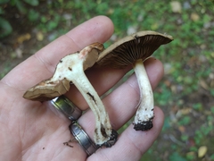 Inocybe dulciolens