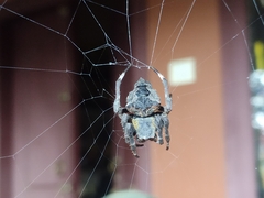 Parawixia