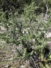 Condalia spathulata